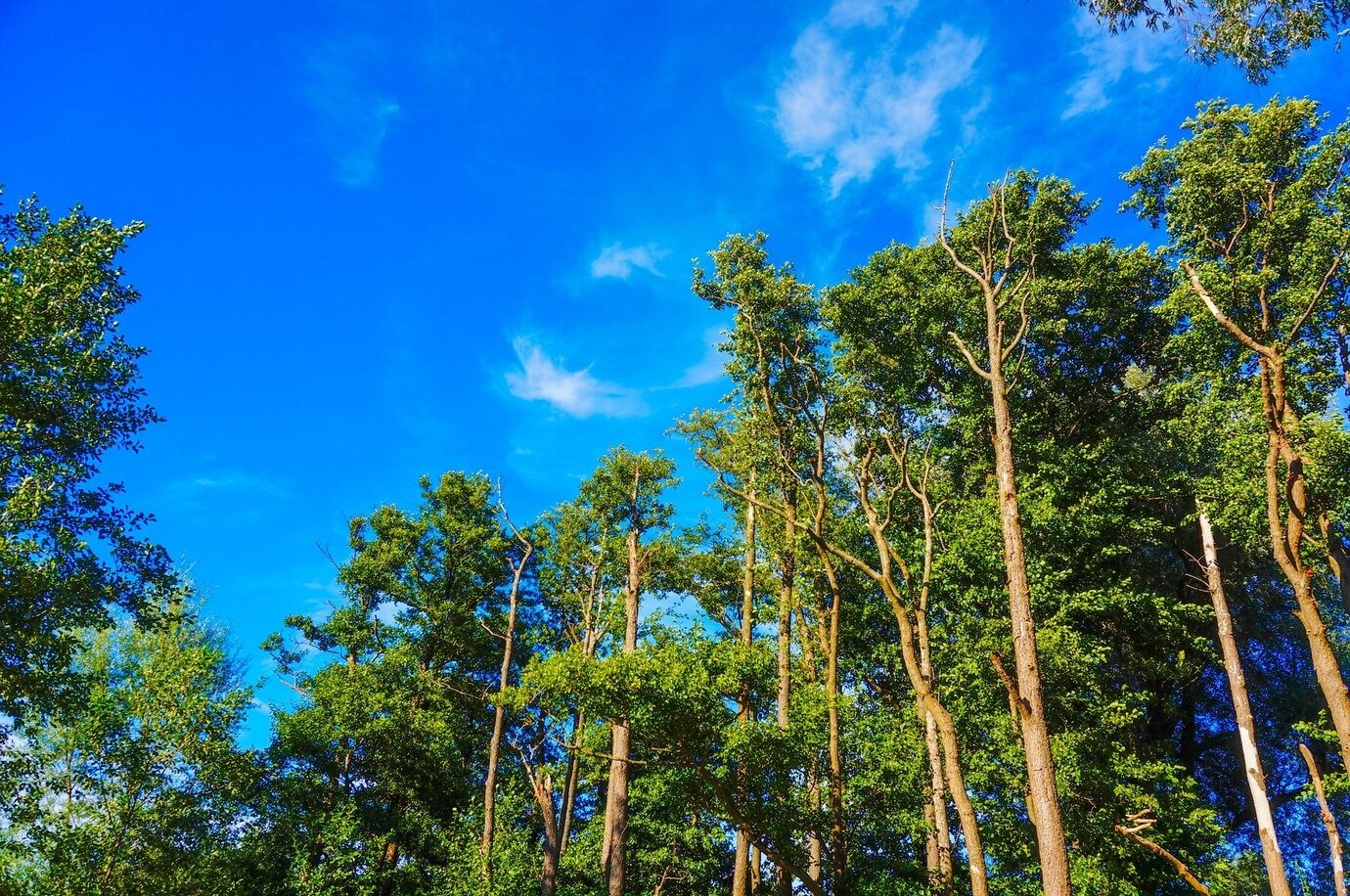 Pine Forest Mist
